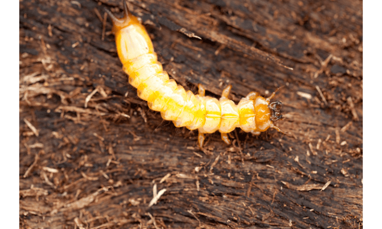 get rid of a woodworm infestation