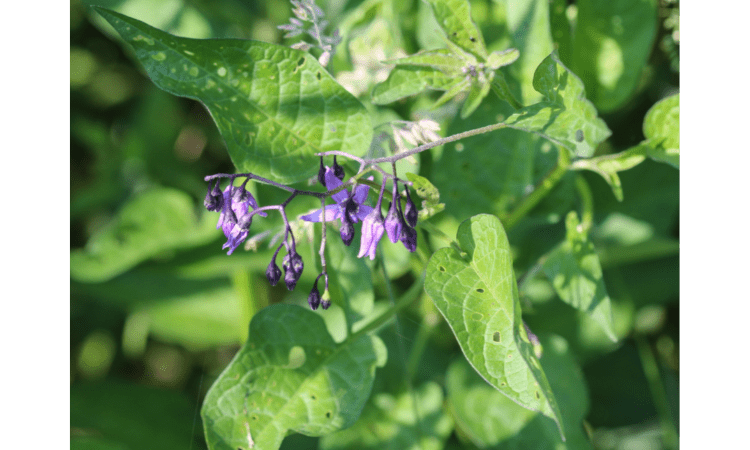 Dangerous Plants for humans