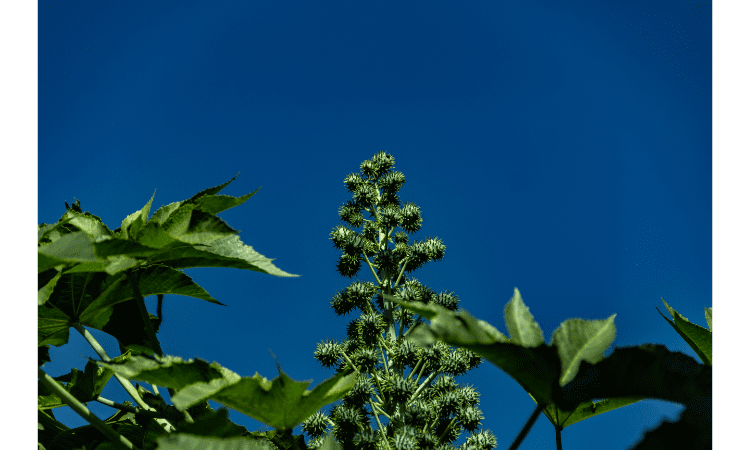 Most Dangerous Everyday Plants for humans