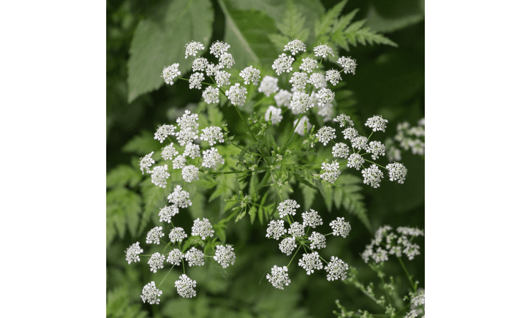 Dangerous Everyday Plants for humans