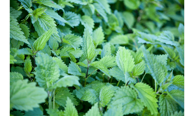 Dangerous Everyday Plants