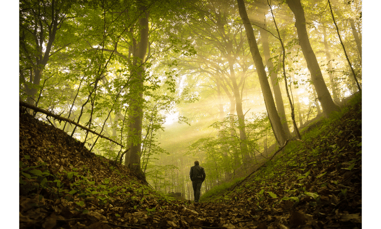 What is Forest bathing and why its good for health