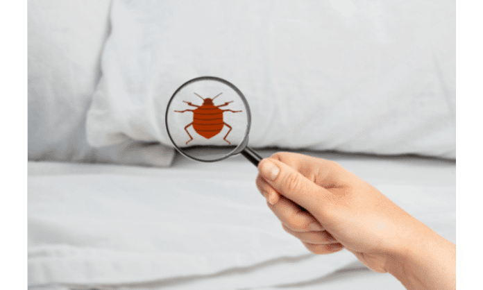how to get rid of bed bugs in mattresses