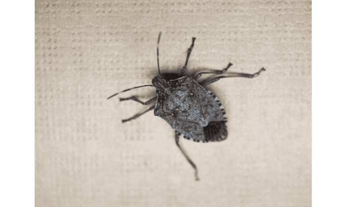 stink bug heading Why do stink bugs come in your house