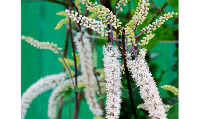 What does black cohosh do for hormones or menopause
