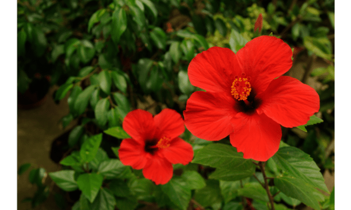 How Hibiscus is Good for Hair Growth