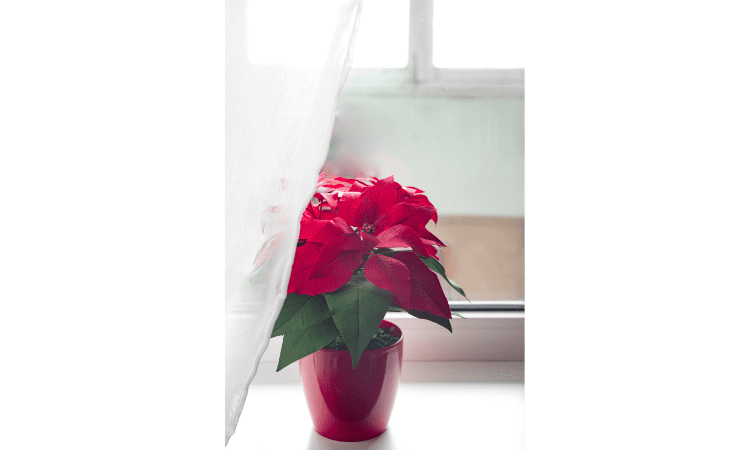How do you keep poinsettias alive indoors