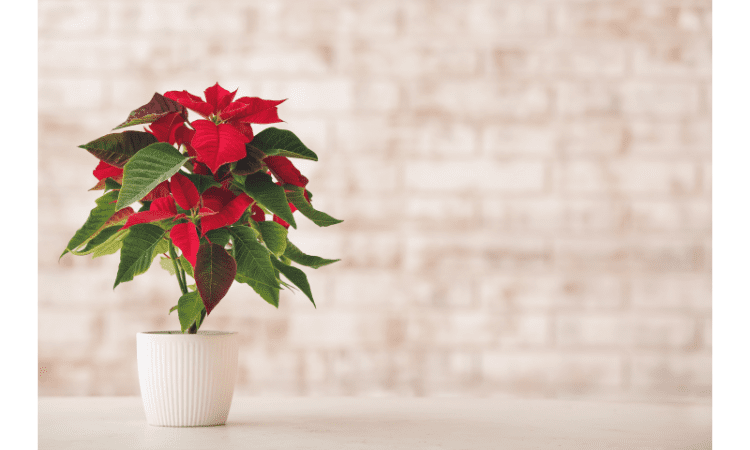 How do you keep poinsettias alive indoors