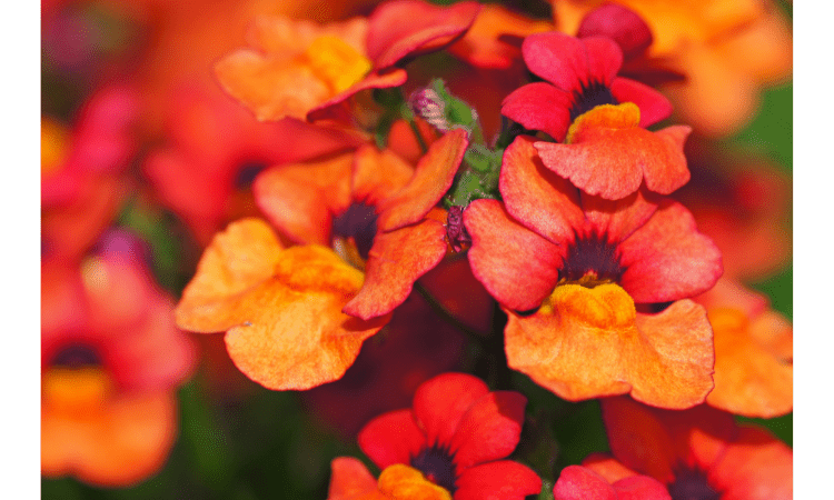 What Flowers Should You Plant In Winter AajKaAkhbaar what-flowers-should-you-plant-in-winter-aajkaakhbaar