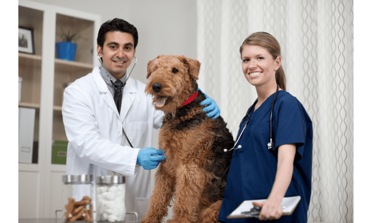 The Surprising Benefits of Multivitamins for Dogs Optimal Health
