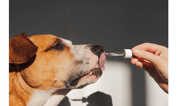 What does Salmon Oil do for Dogs