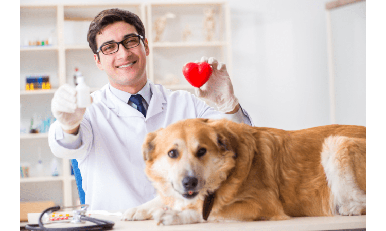 The Surprising Benefits of Multivitamins for Dogs Optimal Health