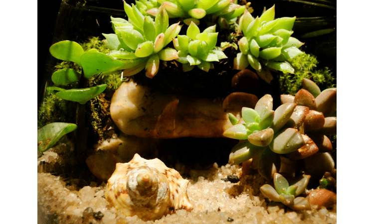 Mastering the Art of Cactus Watering