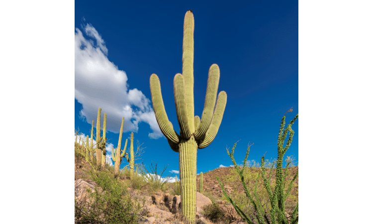 Mastering the Art of Cactus Watering