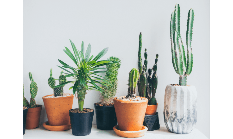 Mastering the Art of Cactus Watering