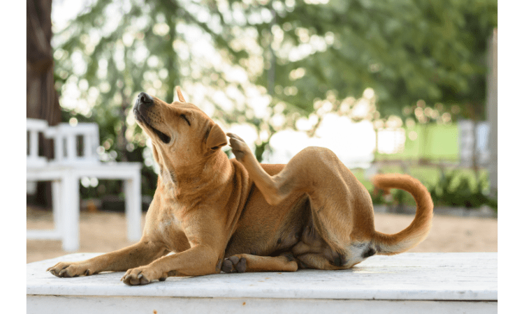 The Surprising Benefits of Multivitamins for Dogs Optimal Health