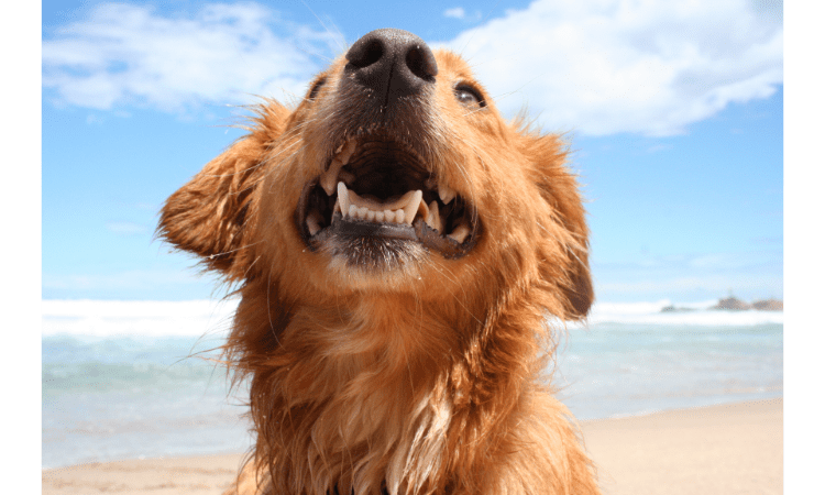 What does Salmon Oil do for Dogs
