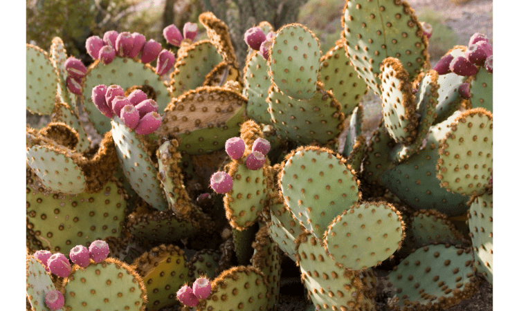 Mastering the Art of Cactus Watering