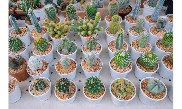 Mastering the Art of Cactus Watering