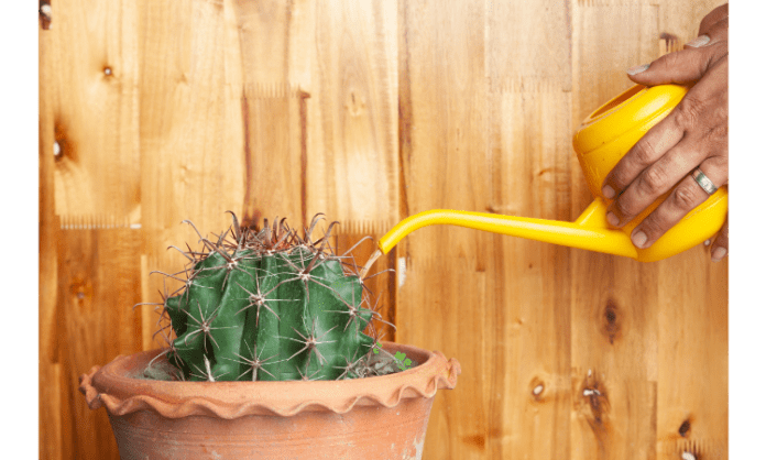 Mastering the Art of Cactus Watering