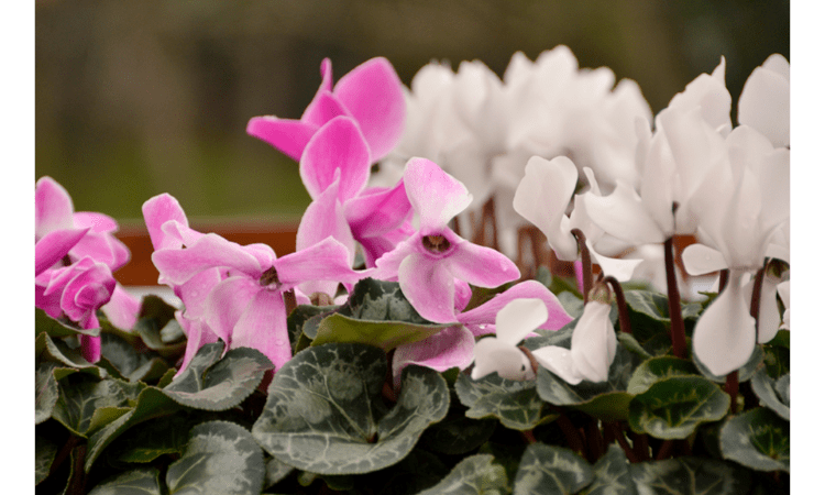 What Flowers Should You Plant In Winter AajKaAkhbaar what-flowers-should-you-plant-in-winter-aajkaakhbaar