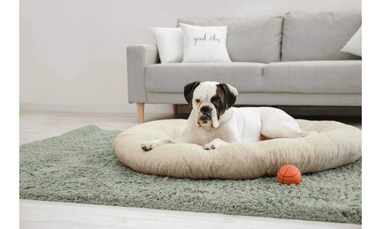 the ultimate guide to getting rid of pet odors in your home