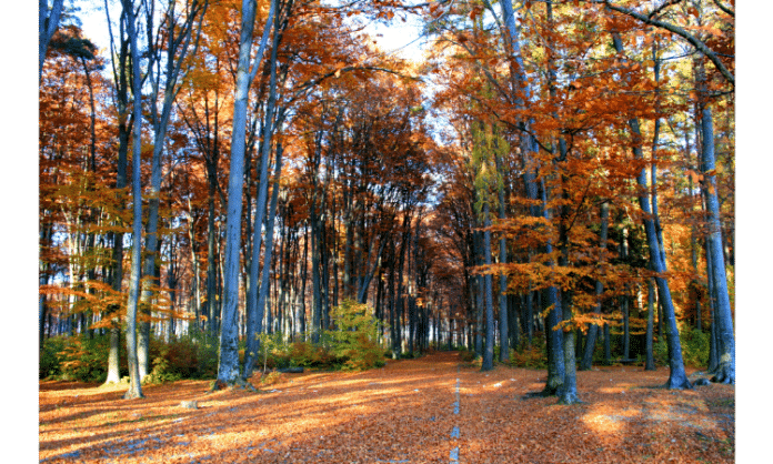 Embracing the Seasons: A Journey Through the Beauty and Diversity of Deciduous Forests