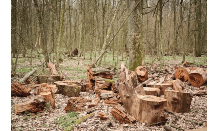 Embracing the Seasons: A Journey Through the Beauty and Diversity of Deciduous Forests