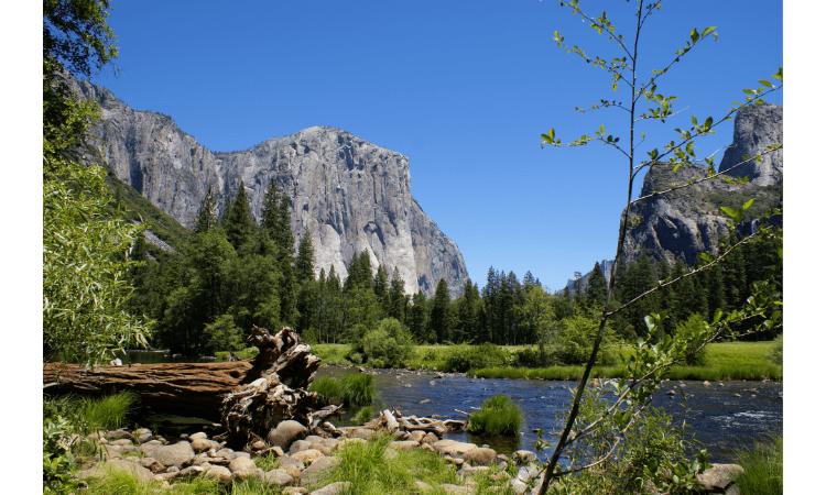 Embracing the Seasons: A Journey Through the Beauty and Diversity of Deciduous Forests