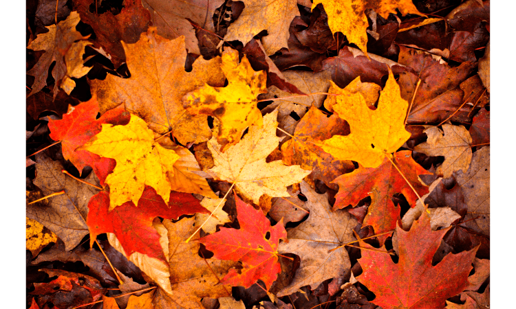 Embracing the Seasons: A Journey Through the Beauty and Diversity of Deciduous Forests