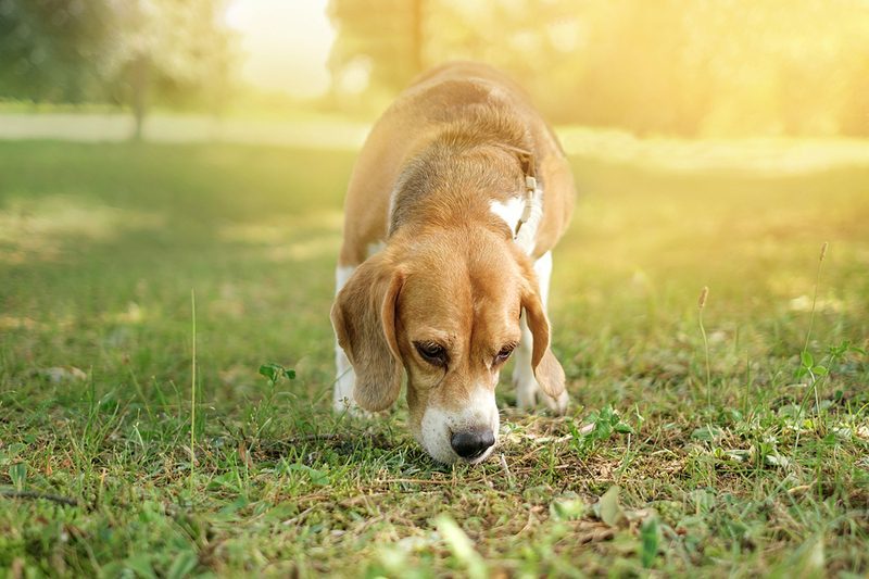 The Surprising Truth About How Dogs understand Time