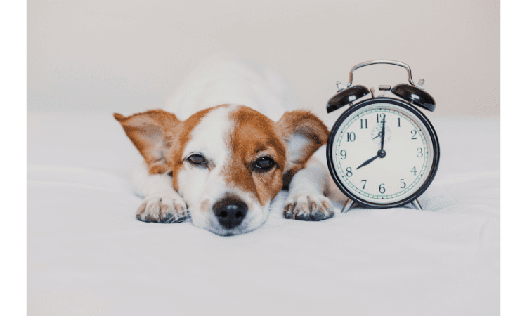 The Surprising Truth About How Dogs understand Time