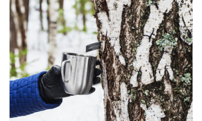 The Benefits Of Birch Sap In Skincare