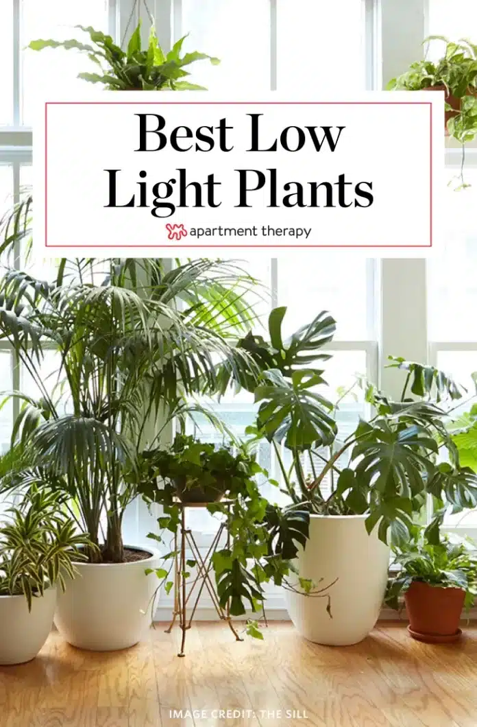 The Ultimate Guide to The Best Plants for Low Light