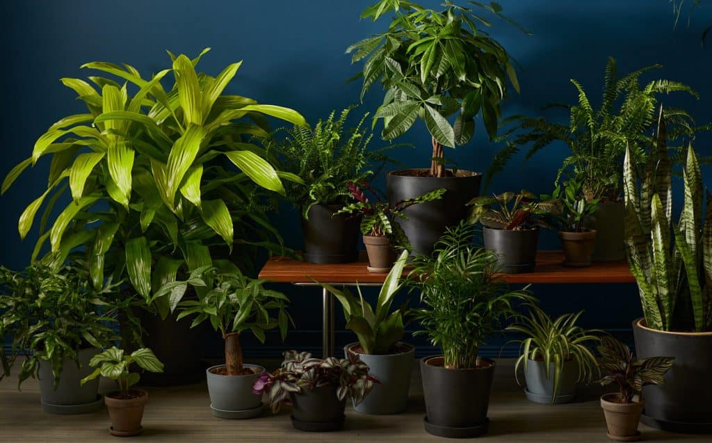 The Ultimate Guide to The Best Plants for Low Light