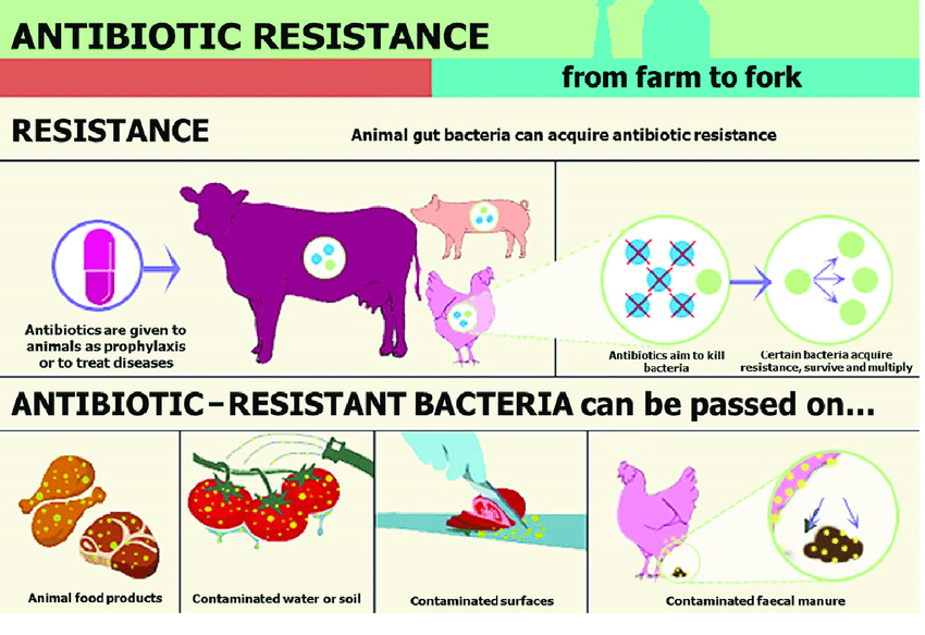 The Unparalleled Benefits of Organic Food