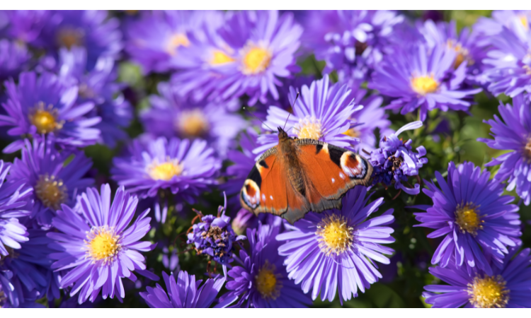 10 Best Plants for Attracting Butterflies