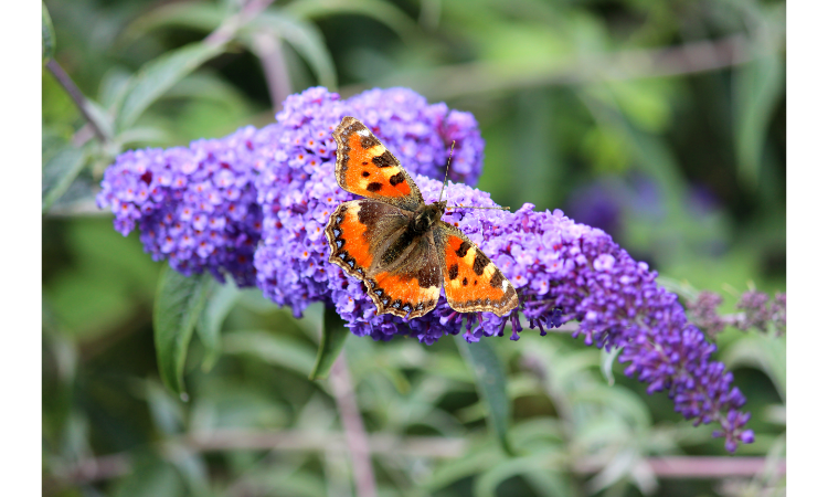 10 Best Plants for Attracting Butterflies