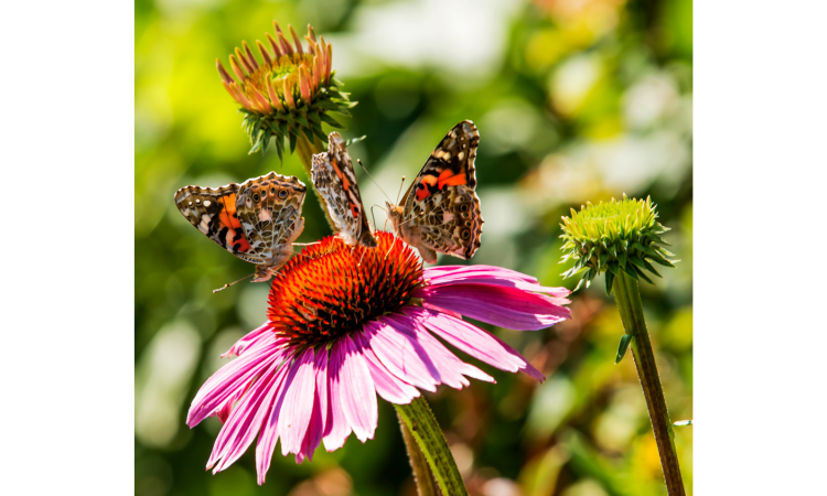 10 Best Plants for Attracting Butterflies