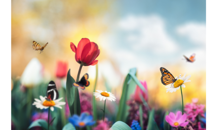 10 Best Plants for Attracting Butterflies