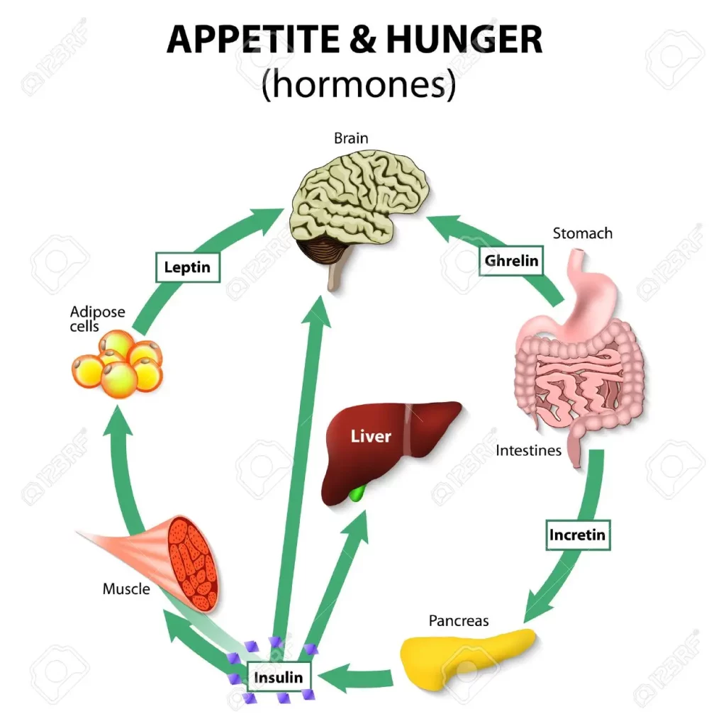  The Relationship Between Leptin and Ghrelin