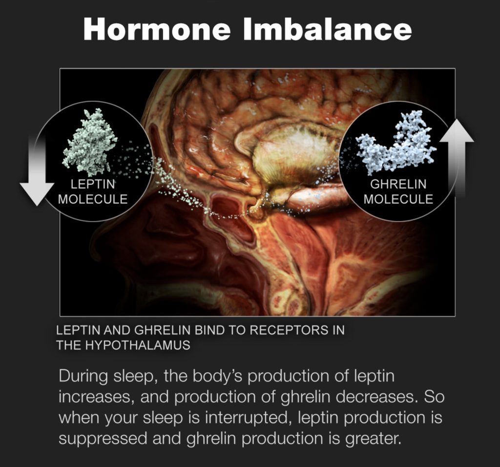  The Relationship Between Leptin and Ghrelin