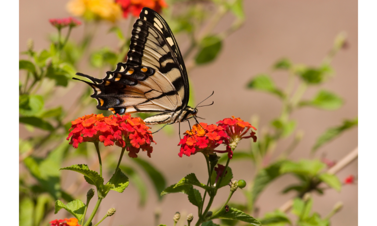 10 Best Plants for Attracting Butterflies