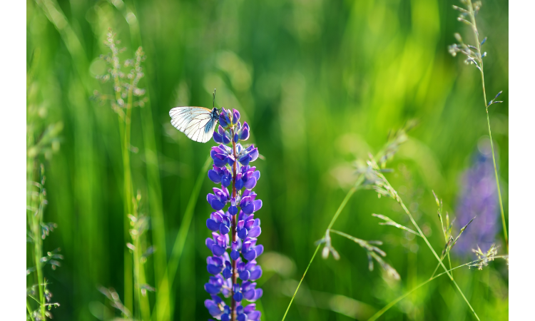 10 Best Plants for Attracting Butterflies