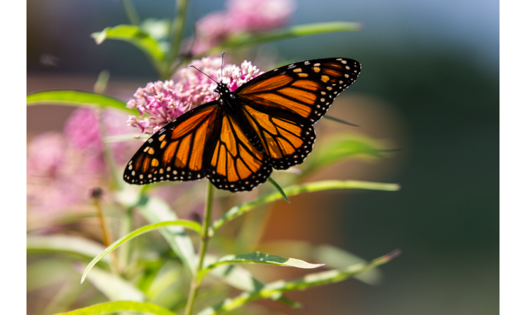 10 Best Plants for Attracting Butterflies