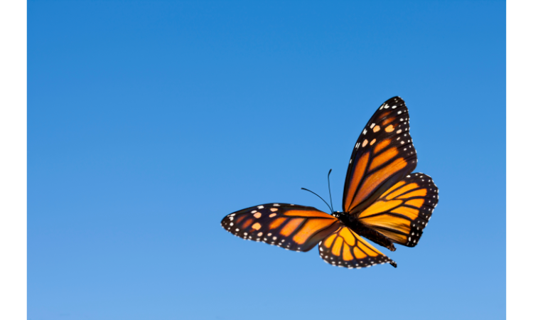 10 Best Plants for Attracting Butterflies