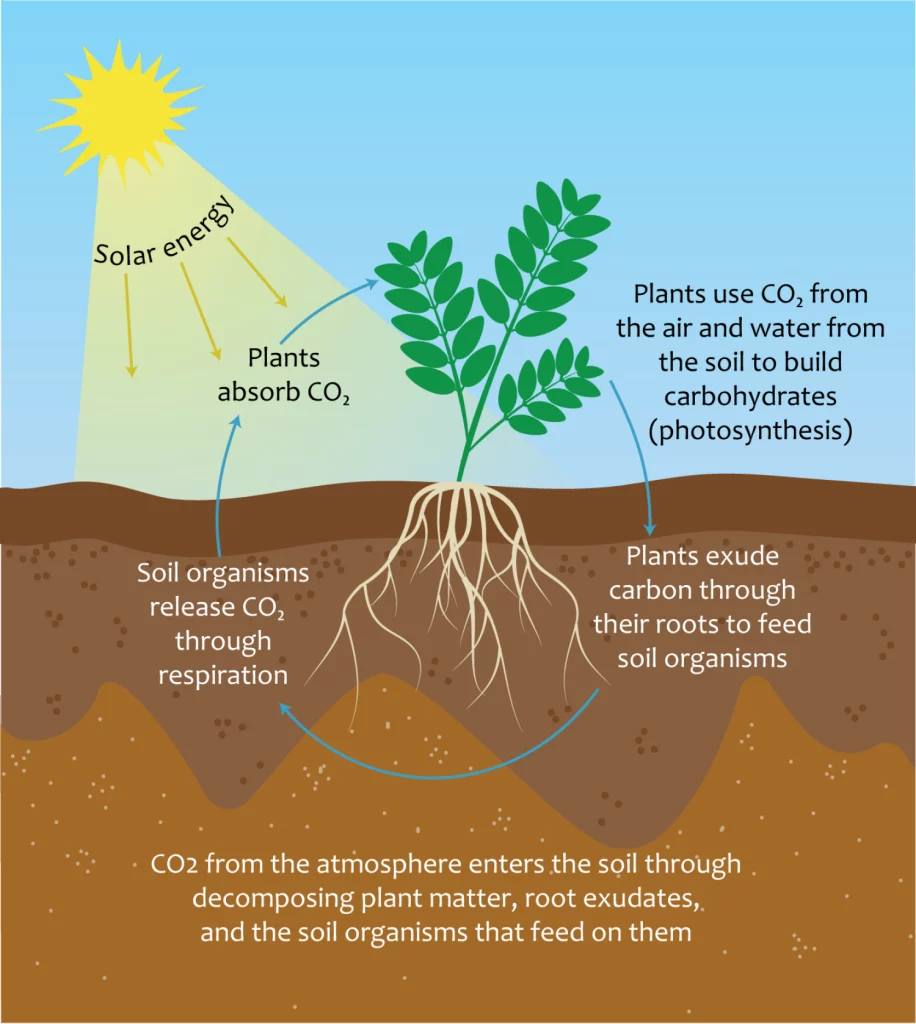 The Unparalleled Benefits of Organic Food