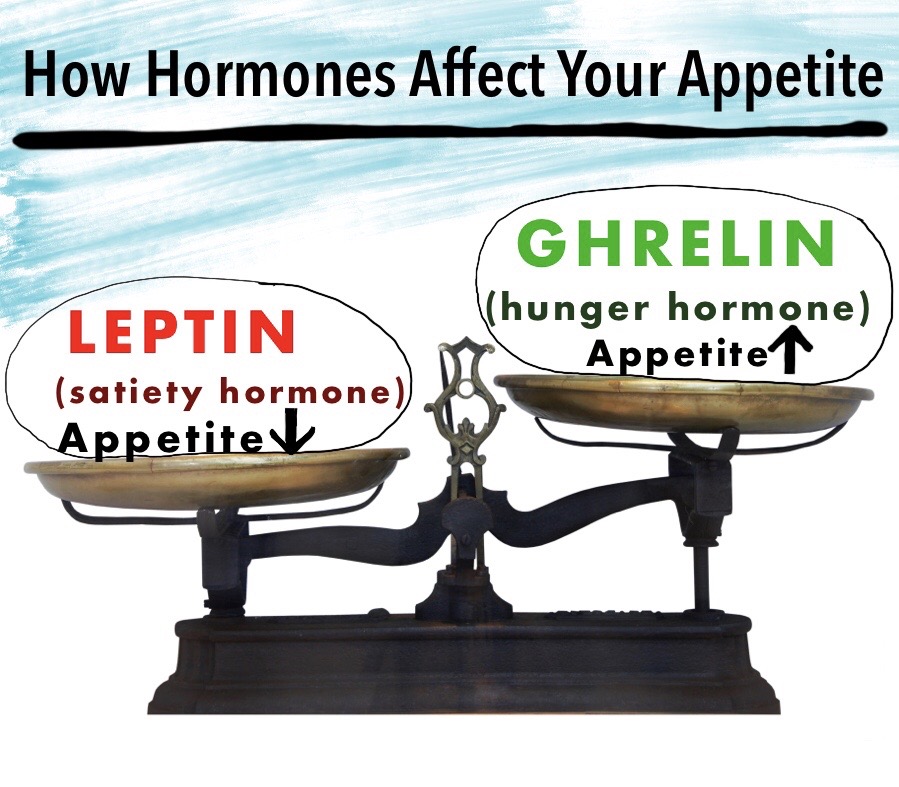  The Relationship Between Leptin and Ghrelin