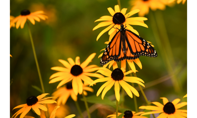 10 Best Plants for Attracting Butterflies