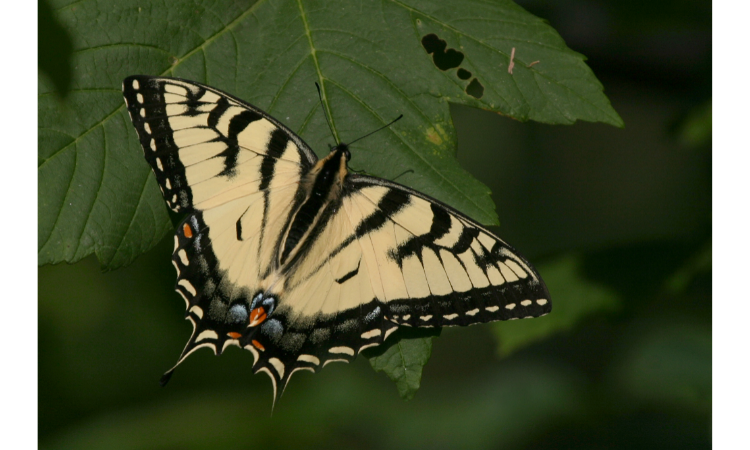 10 Best Plants for Attracting Butterflies